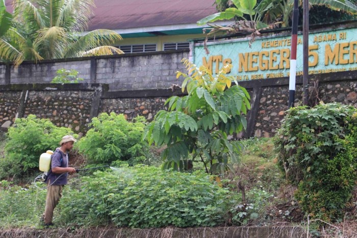 Upaya Perawatan Tanaman dan Lingkungan, MTsN 5 Merangin Lakukan Penyemprotan Hama dan Gulma Upaya Perawatan Tanaman dan Lingkungan, MTsN 5 Merangin Lakukan Penyemprotan Hama dan Gulma